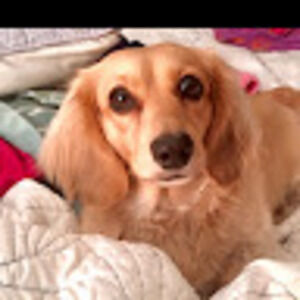 Meet your Posher, Nancy